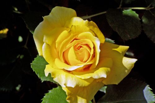 rosa yellow rose flower