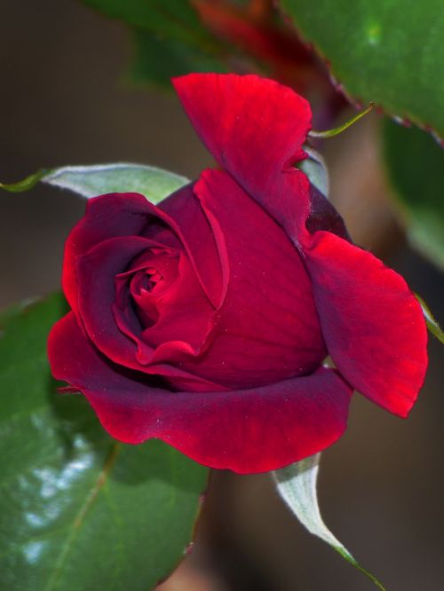 rosa cocoon red rose