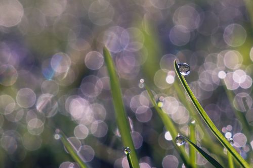 rosa green grass bokeh