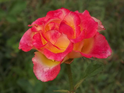 rosa nature flower