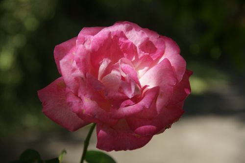 rosa nature flower