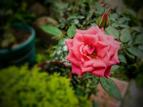 rosa roses pink