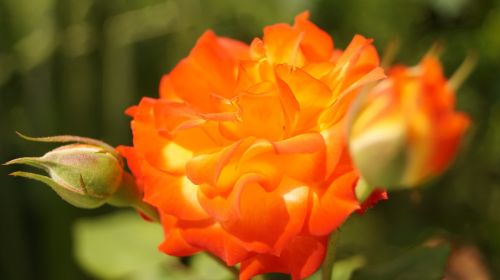 rosa orange flowers