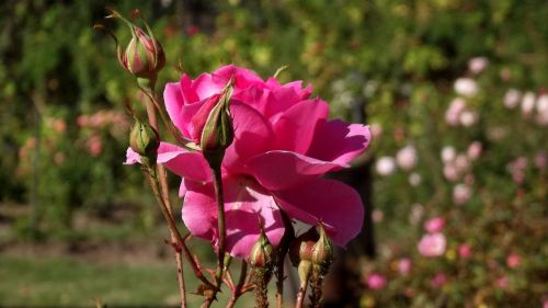 rosa flower roses