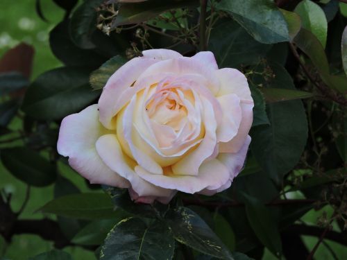 rosa plant beauty