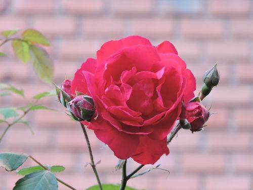 rosa garden flowers