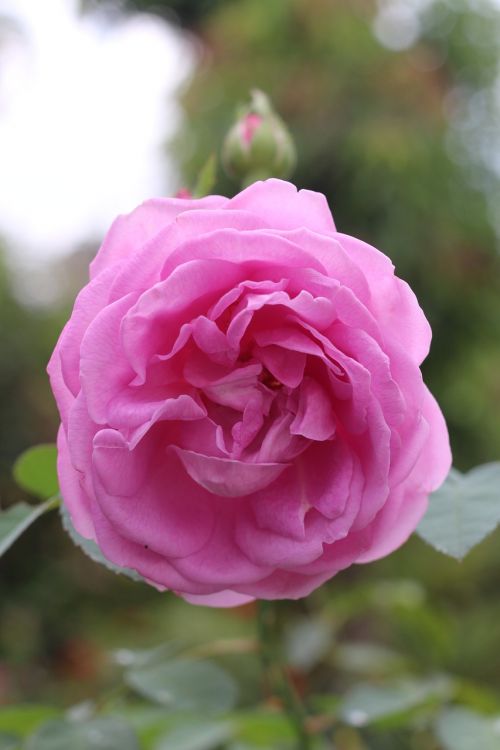rosa flowers cam