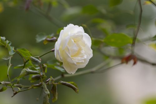 rosa white flower