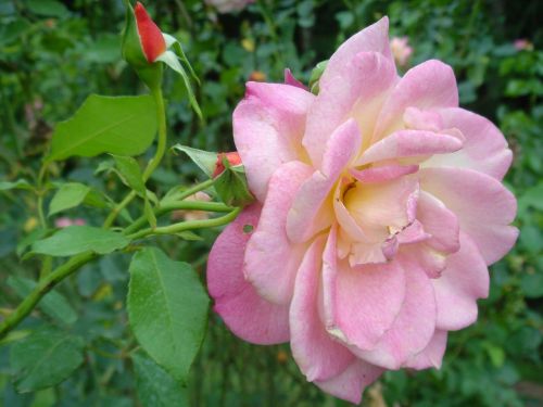 rosa flower plant