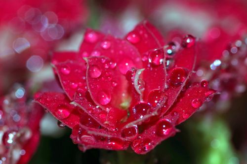rosa drops flower