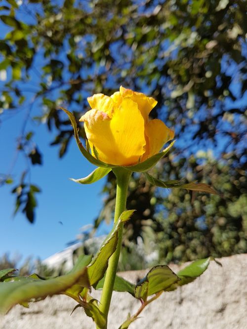 rosa flower yellow