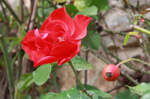 rosa rose red