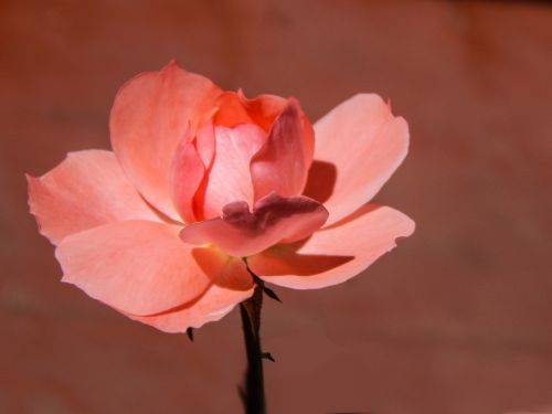 rosa flower pink petals