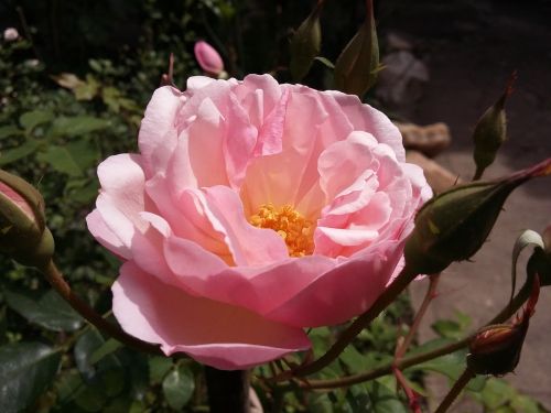rosa pink spring