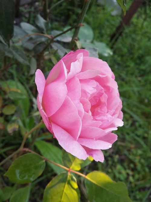 rosa pink spring
