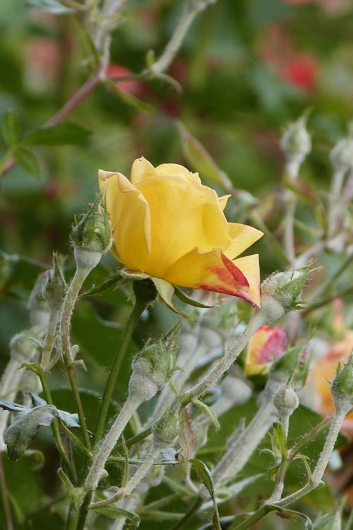 rosa nature garden