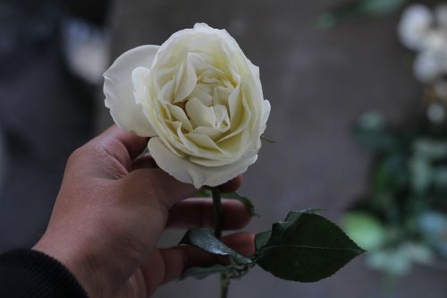 rosa white delicate flowers