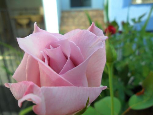 rosa flower garden