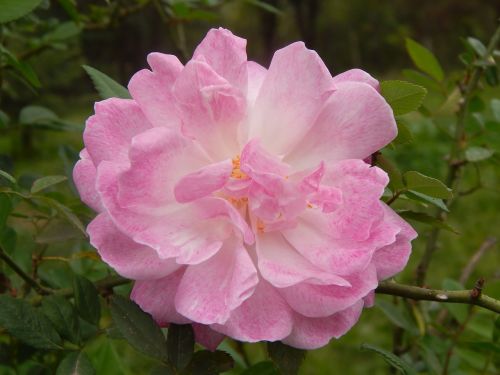 rosa pink flower pink petals