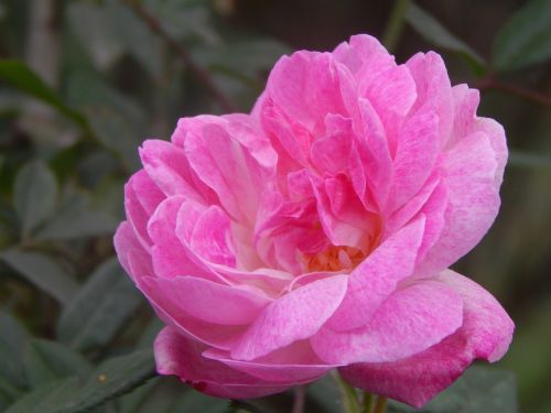 rosa pink petals flower