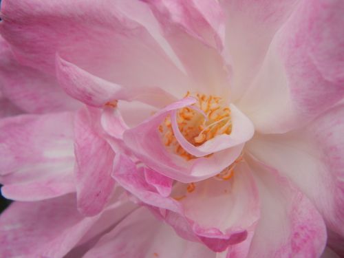 rosa pink flower pink petals