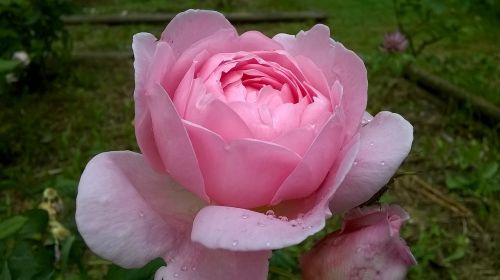 rosa blossomed flower