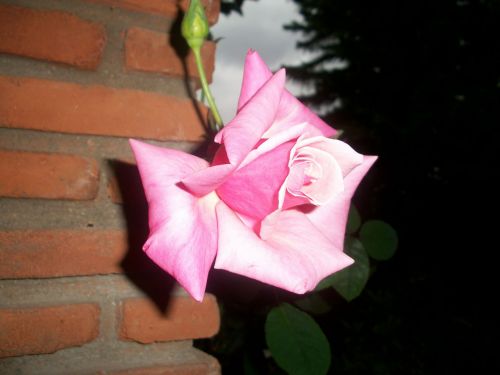 Pink Rose