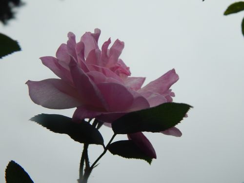 rosa pink flower open