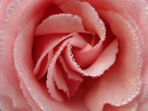 rosa flower detail