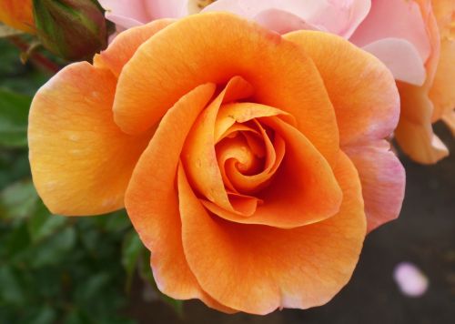 rosa orange flower