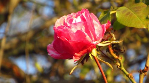 rosa flower spring