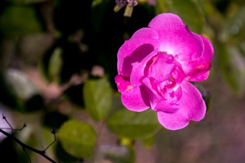 rosa ornamental flower garden