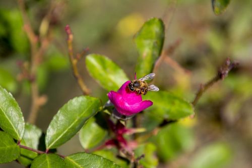 rosa ornamental flower garden