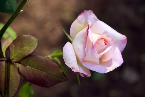rosa ornamental flower garden