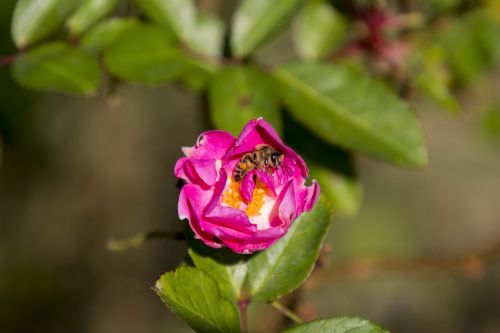 rosa ornamental flower garden