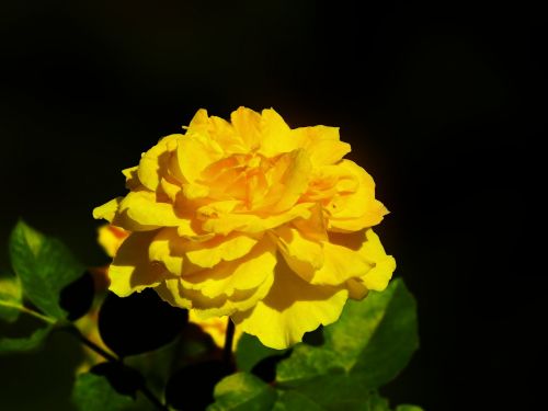 rosa yellow petals