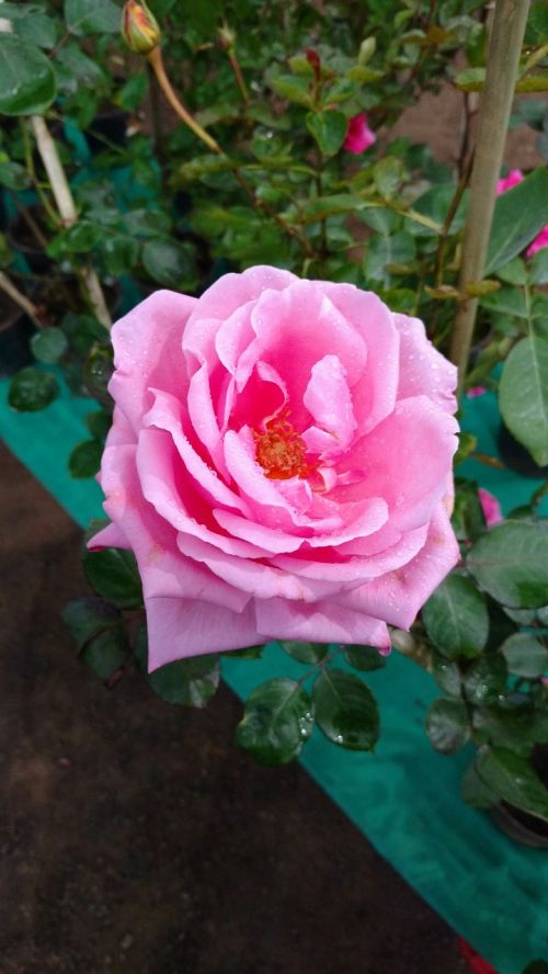 rosa flower plant