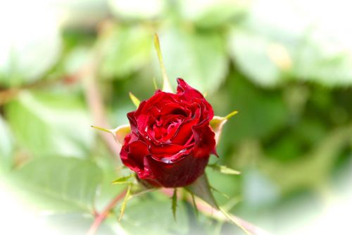 rosa rossa flower