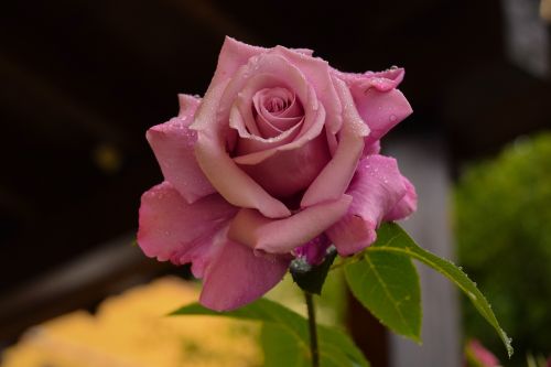 rosa flower rocio