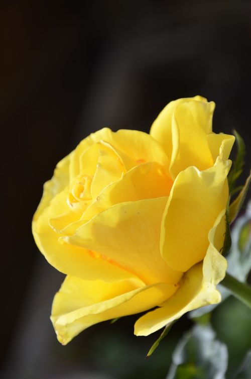 rosa nature yellow rose