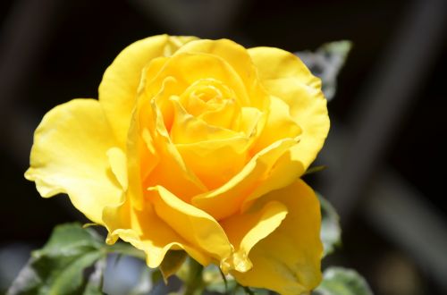 rosa yellow flower nature