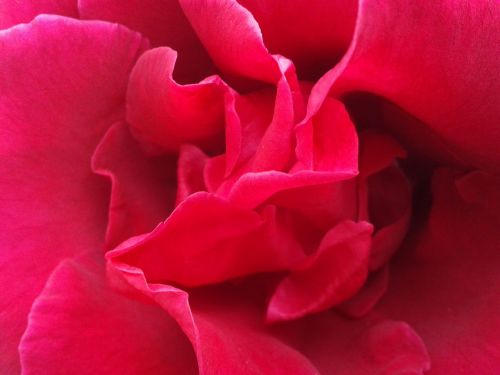 rosa red rose flower