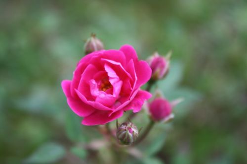 rosa rosinha flower