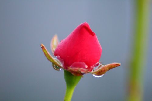 rosa drop nature