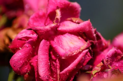 rosa rain bud