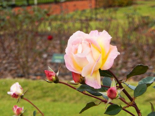 rosa flower flower color pink