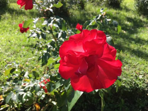 rosa flower flowers