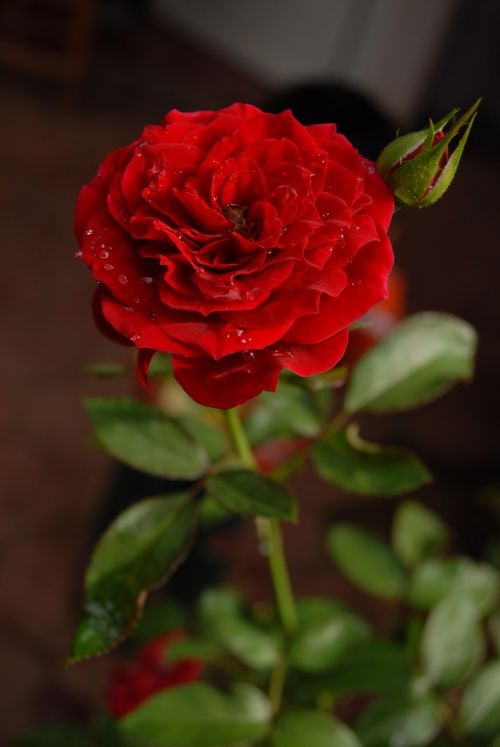 rosa flower flora