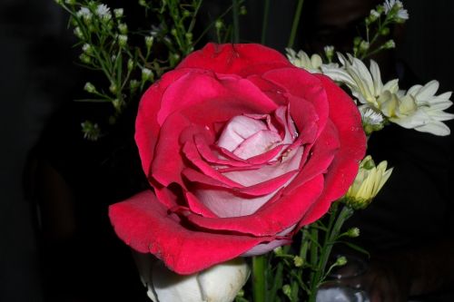 rosa flower red rose