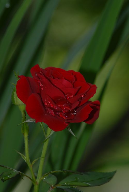 rosa red flowers